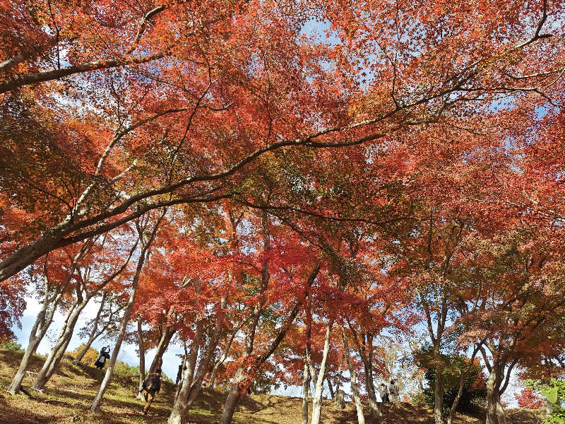すぎ。さんの湯の国会館のサ活写真