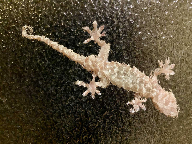 三重ニャンさんの湯の山温泉 希望荘のサ活写真