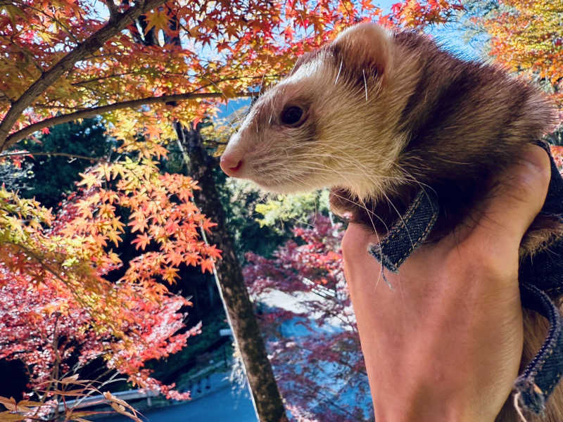 三重ニャンさんの四日市温泉 おふろcafé 湯守座のサ活写真