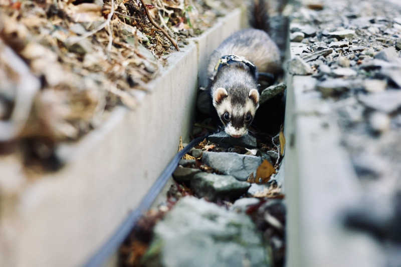 三重ニャンさんの四日市温泉 おふろcafé 湯守座のサ活写真