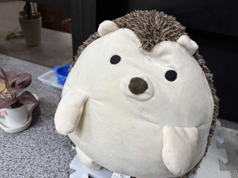 ミーのカーさんの新宮温泉のサ活写真