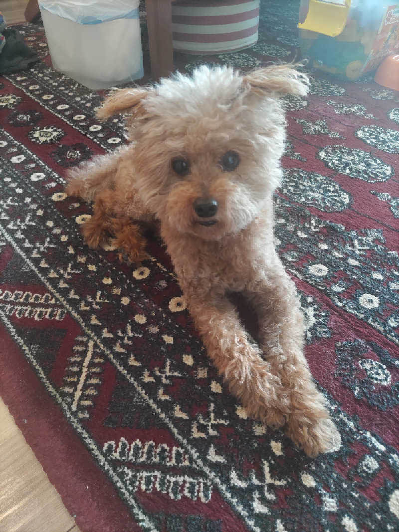 headgeさんの幸福温泉のサ活写真