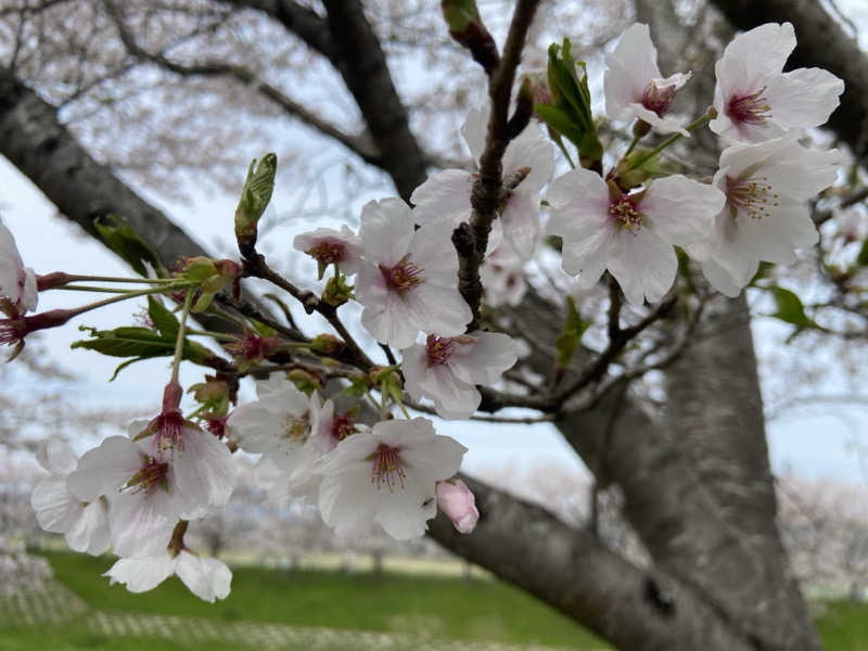 H2サウナーーーズさんの吉川温泉よかたんのサ活写真