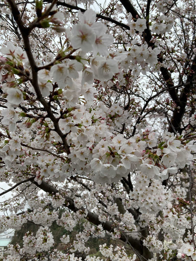 Hiroさんの花咲の湯(HANASAKI SPA)のサ活写真