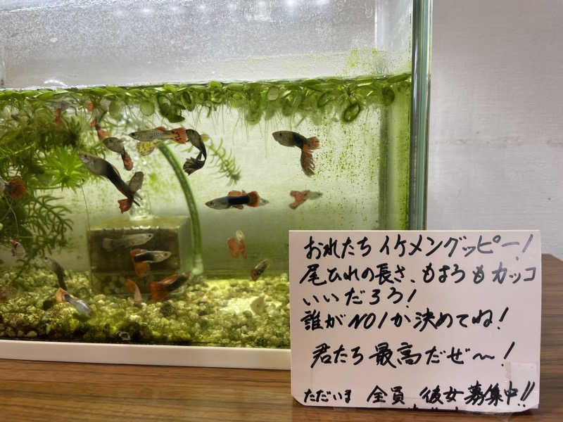 ジーニーさん🧞‍♂️さんの沼木温泉 辻ヶ花のサ活写真