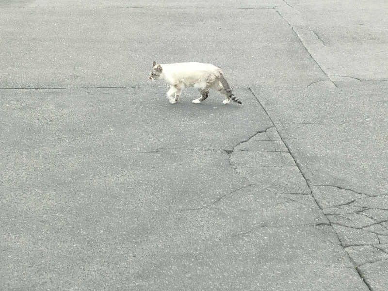 りんさんの花園温泉のサ活写真