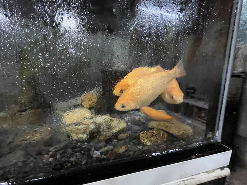 ユウコ・デラックスさんの寿広園のサ活写真