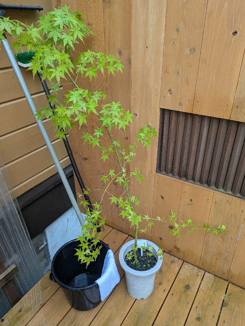 ちゃん丁目の下新屋物語さんのKIKUTAN SAUNAのサ活写真