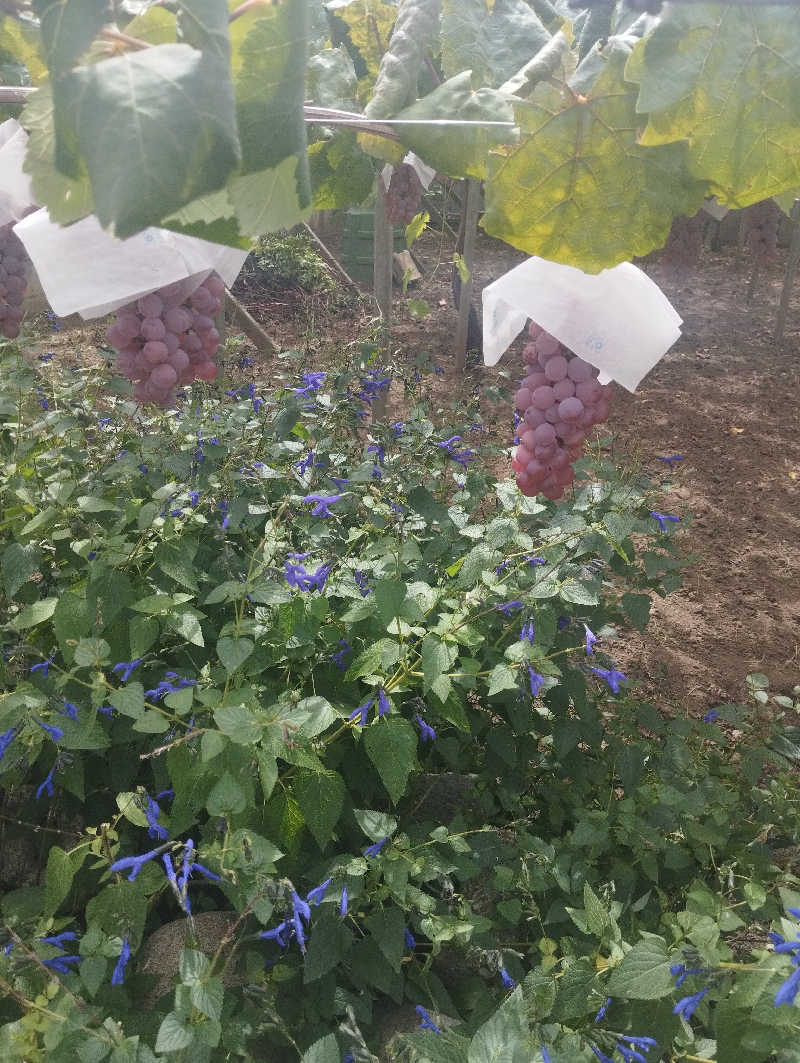 へむさんの源泉湯 燈屋のサ活写真