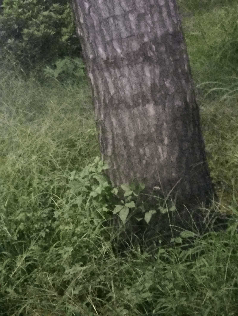 へむさんのビバークランド ロードの湯のサ活写真