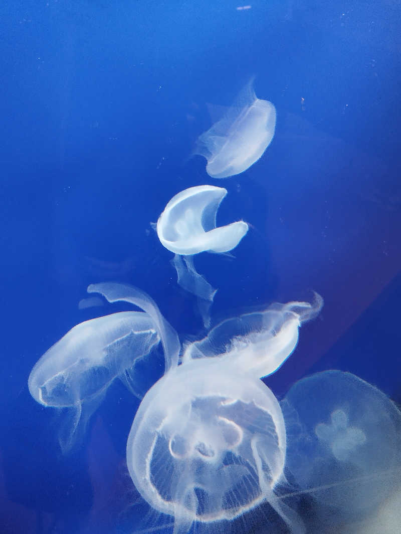 へむさんの江の島ホテル 江の島アイランドスパのサ活写真