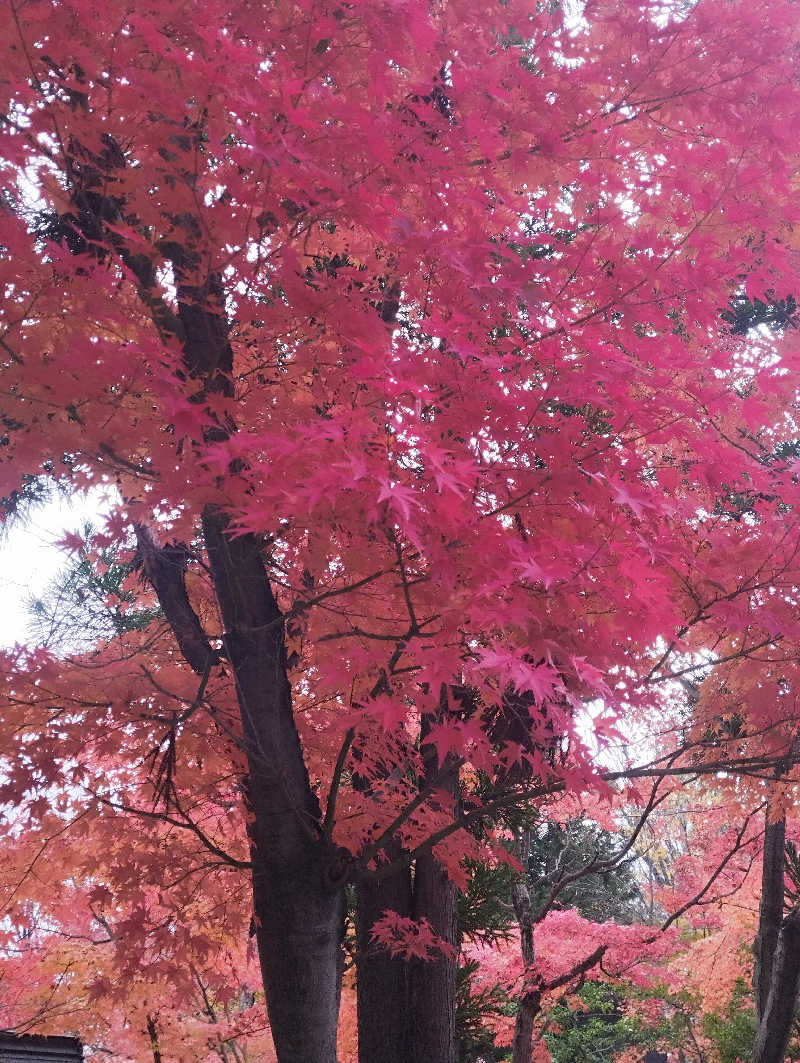 へむさんの信州健康ランドのサ活写真