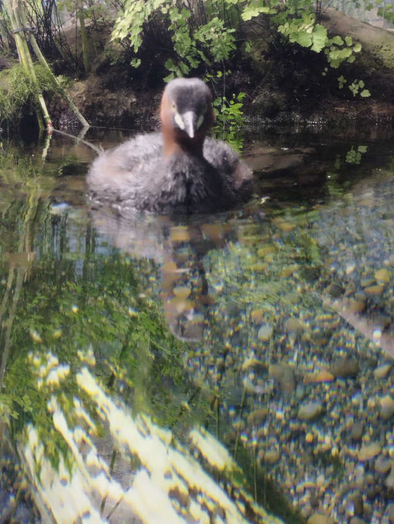 へむさんの美しの湯のサ活写真