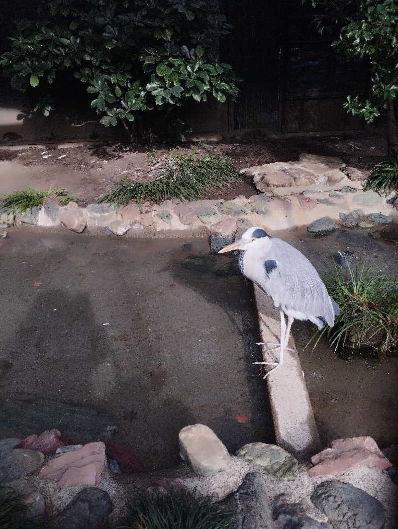 へむさんの美しの湯のサ活写真