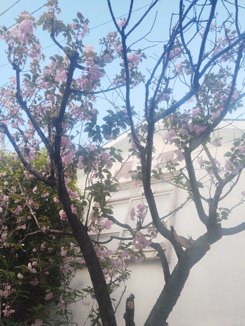 HEmingさんのぽかぽかランド鷹番の湯のサ活写真