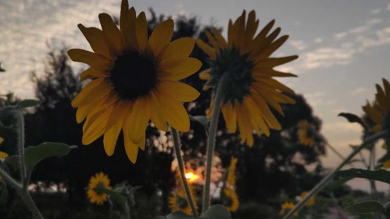 HEmingさんのスカイスパYOKOHAMAのサ活写真