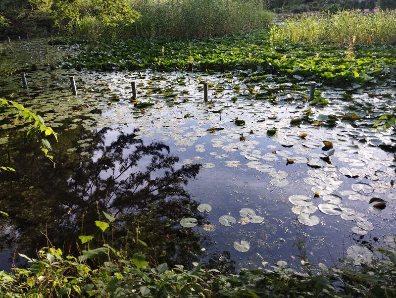 HEmingさんのROOFTOP(ルーフトップ)のサ活写真
