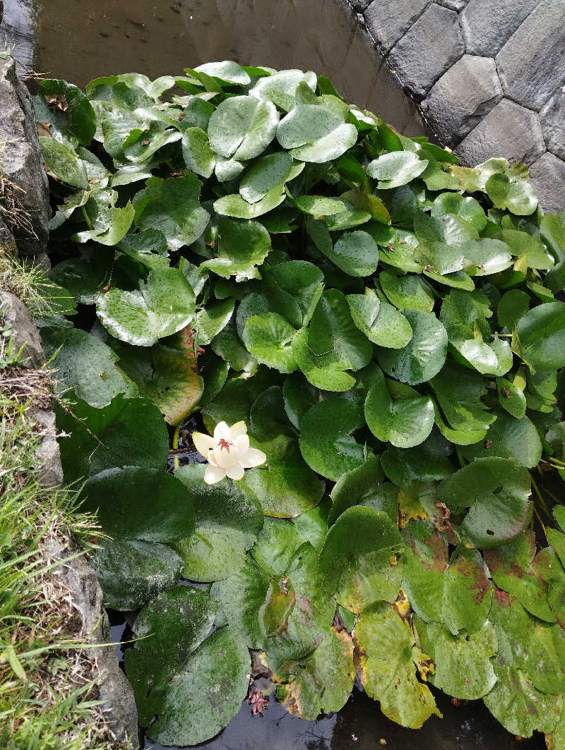 HEmingさんの石和温泉公衆浴場のサ活写真