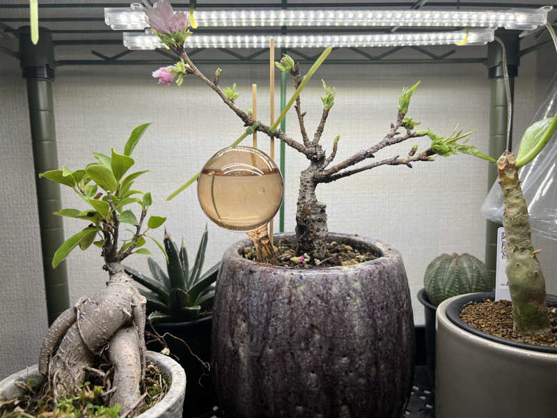 issei saunaさんの嘉穂の湯のサ活写真