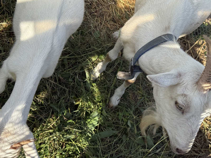 ta-jingさんの熊ノ沢温泉のサ活写真