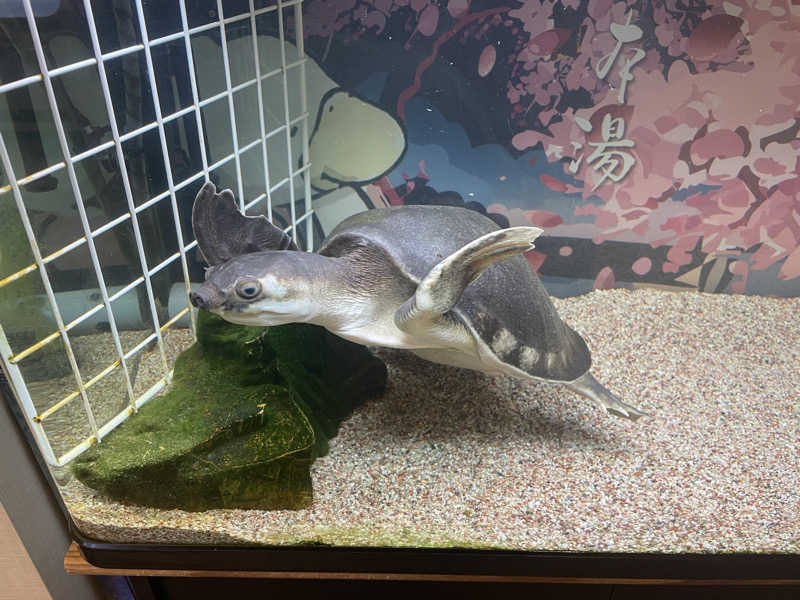 ヤナギサワギンペイさんの松本湯のサ活写真