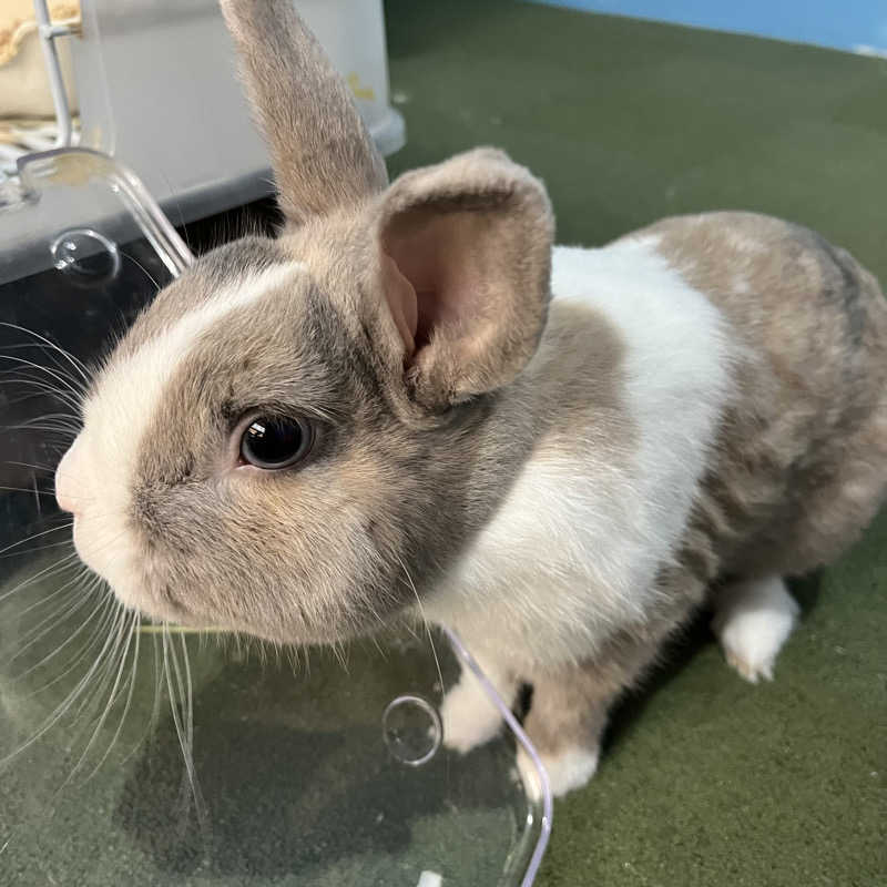 蒸婆さんのアクアリゾート 岐阜ふじの湯のサ活写真