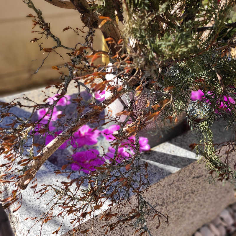 alcoholicさうなーさんの天光の湯のサ活写真