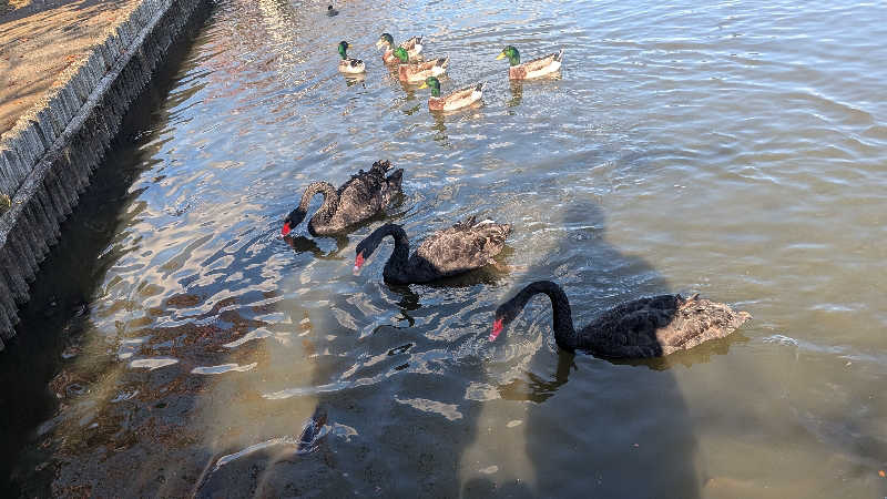 iwanovuさんのSPA&ごはん ゆるうむ yuluumuのサ活写真