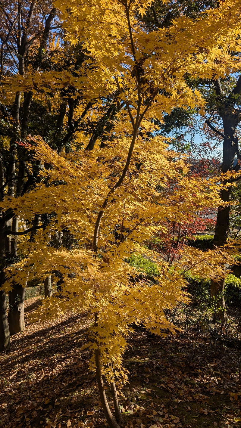 iwanovuさんのSPA&ごはん ゆるうむ yuluumuのサ活写真
