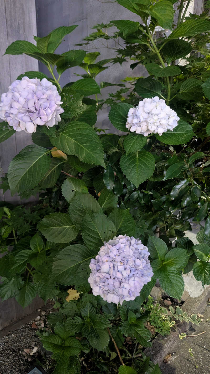 iwanovuさんの辰巳湯のサ活写真
