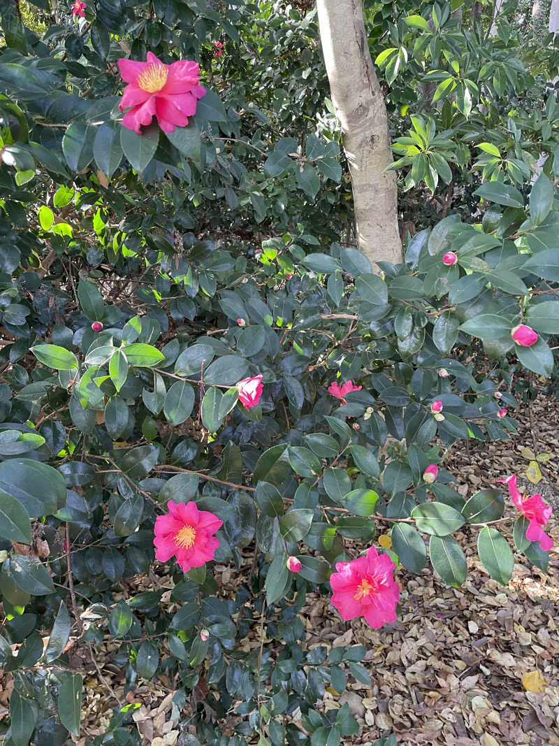 あやんちゃんさんの湯風景しおりのサ活写真