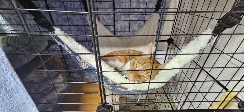 せいーごさんの竜王ラドン温泉のサ活写真