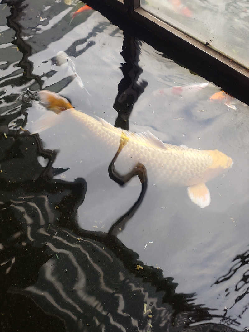 ねこ肌マダムさんの花園温泉のサ活写真