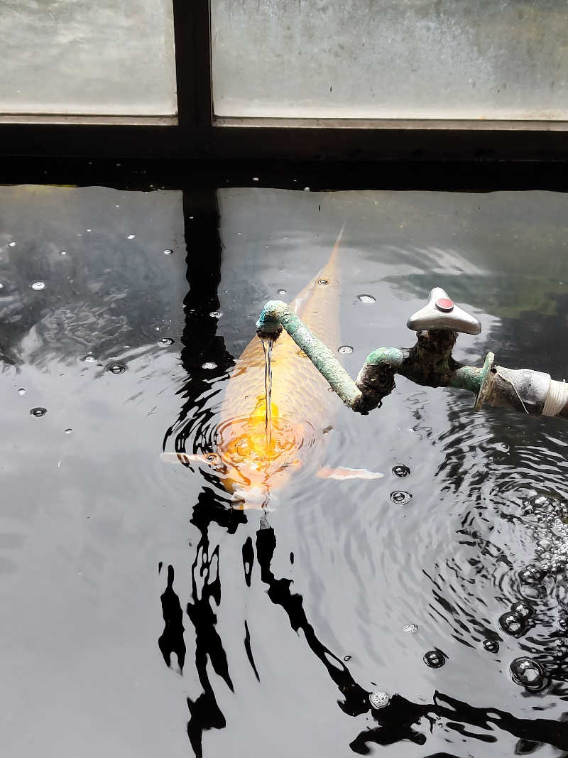 Akikoさんの花園温泉のサ活写真