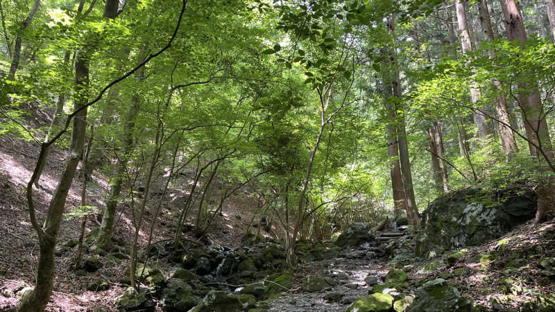 Kojiraseさんのさわらびの湯のサ活写真