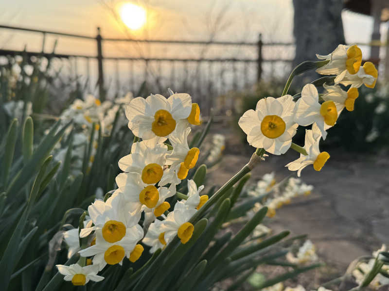 SatoMiさんのはだの・湯河原温泉 万葉の湯のサ活写真