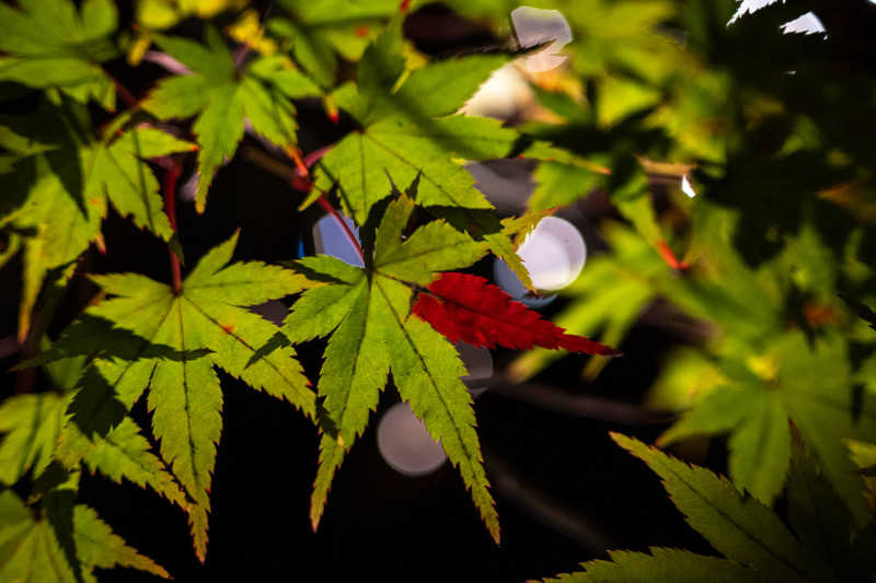 ちゃんちんさんの明司湯のサ活写真