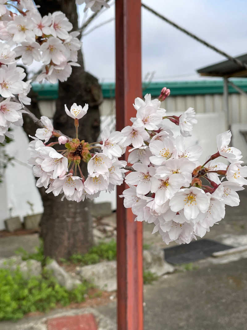 オクちゃん🔰さんのひばり温泉のサ活写真