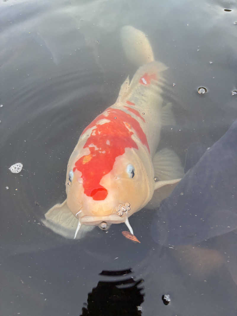ゆーすけさんの川北町役場 ふれあい健康センターのサ活写真