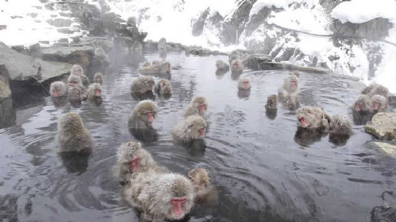 ベンチアゲタイさんのたかのこの湯(たかのこのホテル)のサ活写真