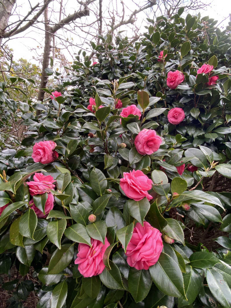 ふーたんさんの下賀茂温泉 銀の湯会館のサ活写真