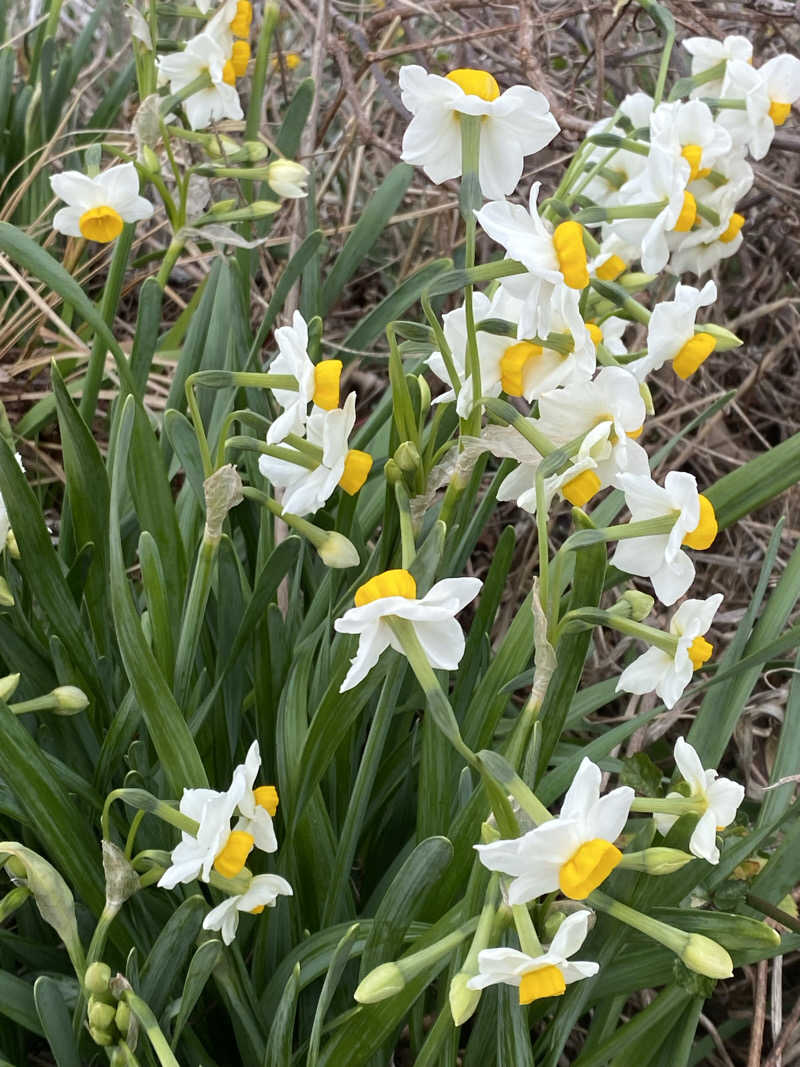 ふーたんさんの下賀茂温泉 銀の湯会館のサ活写真