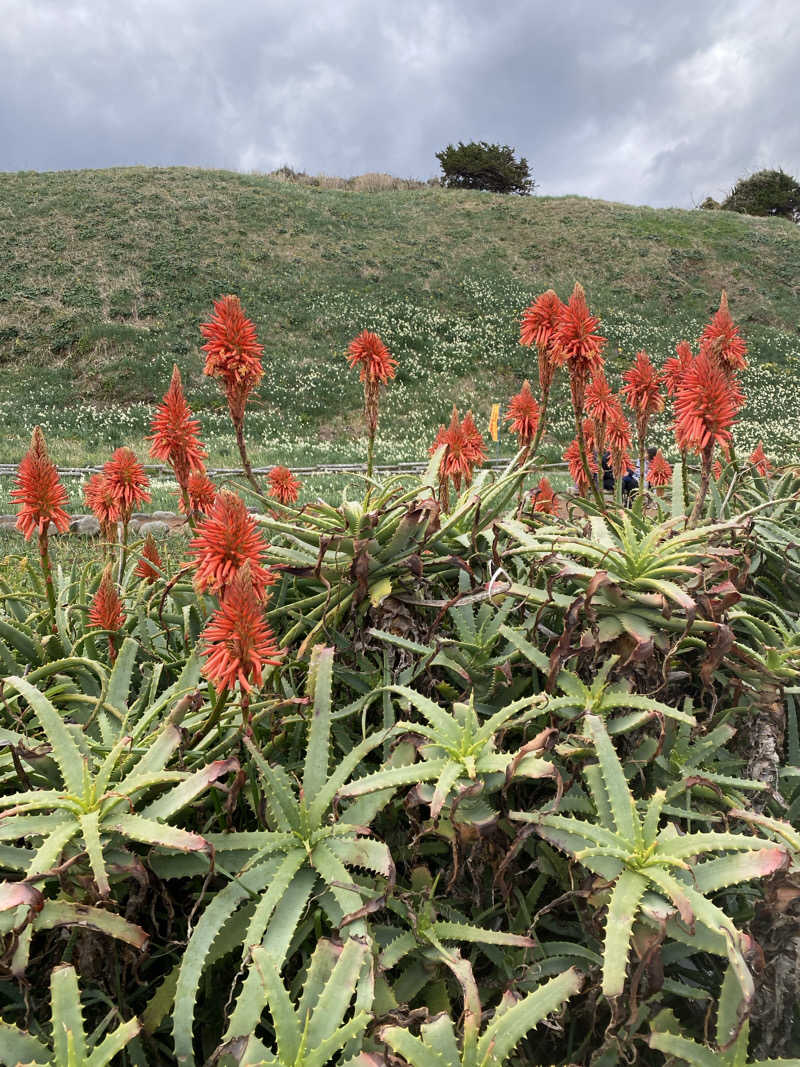 ふーたんさんの下賀茂温泉 銀の湯会館のサ活写真