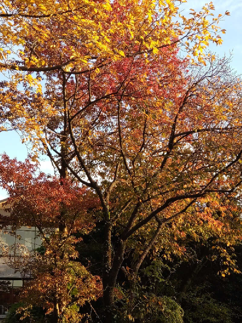 shigezoさんのよみうりランド眺望温泉 花景の湯のサ活写真