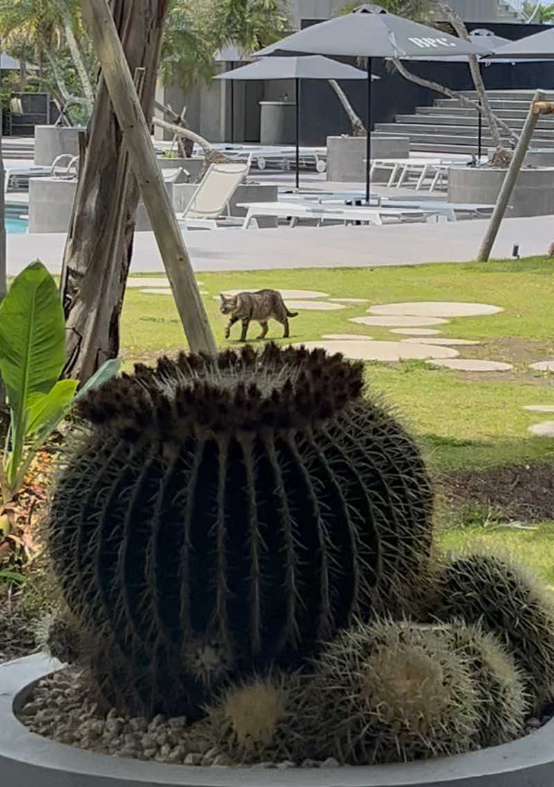 いちごだいふくさんのBOTANICAL POOL CLUBのサ活写真