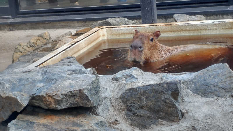 ぁっιさんの石狩天然温泉 番屋の湯のサ活写真