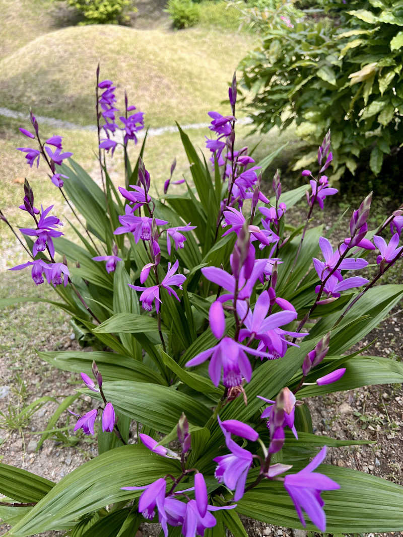 賢一郎さんの神戸みなと温泉 蓮のサ活写真