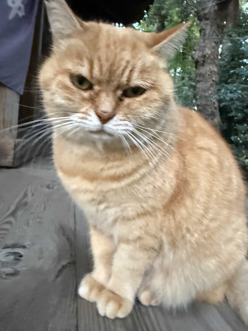 北関東サウナー　熱波人、モモンガヒロキさんのスーパー銭湯 小山やすらぎの湯のサ活写真