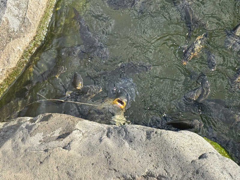 ぎょうざちゃんさんの奥平温泉 遊神館のサ活写真