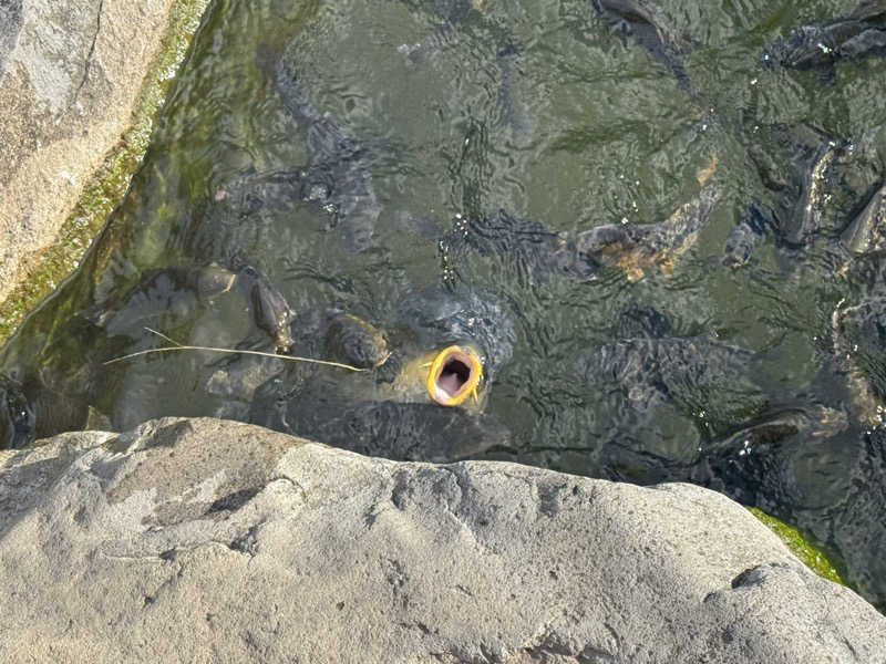 ぎょうざちゃんさんの奥平温泉 遊神館のサ活写真